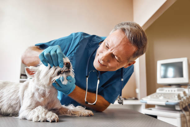 Best Emergency Denture Repair in Preston, MN